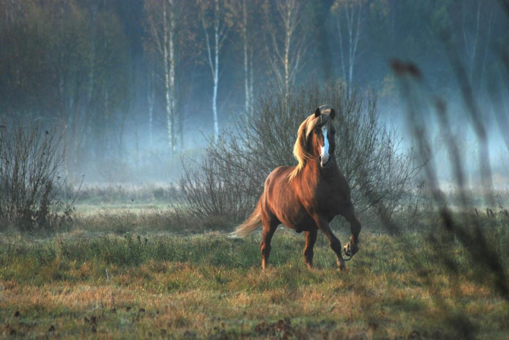 A beautiful horse gallops through a misty field with trees in Lithuania.