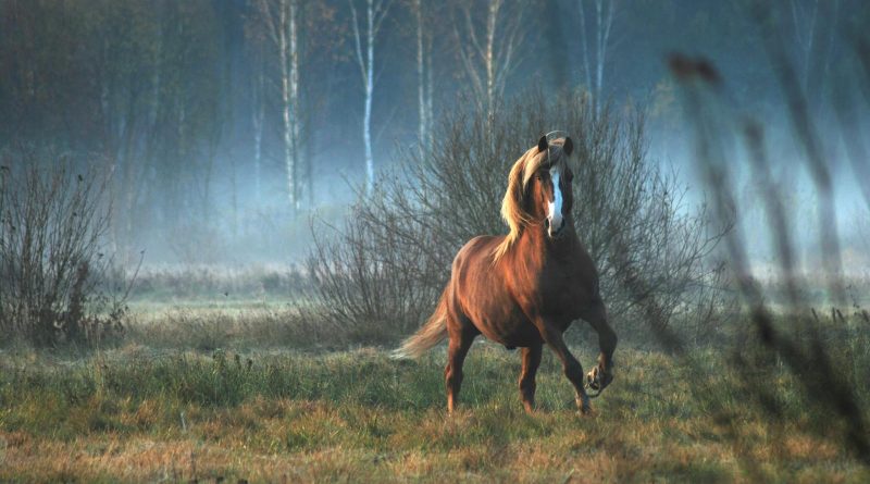 A beautiful horse gallops through a misty field with trees in Lithuania.